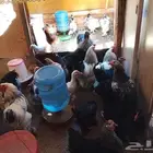 دجاج