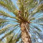قص وتقليم وتكريب النخل وجميع الأشجار