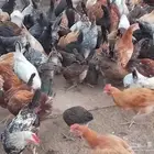 صوص فيومي وبلدي عمر ثلاثه اشهر وشهرين ونص