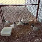 حمام الباكستاني