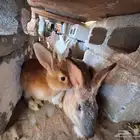 أرانب للبيع
