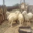 السلام عليكم ورحمه الله وبركاته للبيع