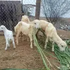السلام عليكم
