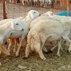 رخال العدد 7