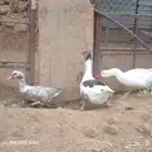 إثنين ذكران وز بلدي