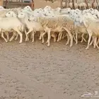 غنم حريه العدد 100تحتها 30