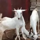4 عنقاات للبيع
