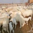 غنم خلفات العدد 41