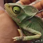 كامليون للتبني ( تم التبني )