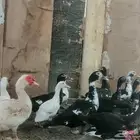بط مصري مسكوفي