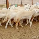 رخال صنف جدعه سنيه