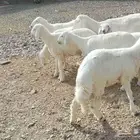 طليان رخالء ثلاث طليان ثلاث رخال