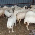 بنك راجب على الشرط مال السونار 30 راس عدد الموقع ابو عريش