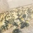 صوص بط بط اناثى ورومى