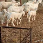 خلفات متبيع العدد 14تحتها 14