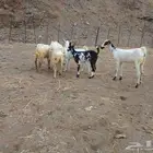عرض لكم اليوم ضان و عنقان
