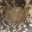 نحل للبيع العدد 125السعر 125