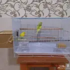 زوج بادجي مع قفص و بياضه ب 200