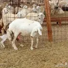 العدد 33دفيع تحتها واحد