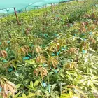 متوفر مانجو. لانجرا. تومي هندي كميات