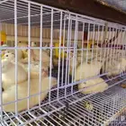 سمان منتج للبيع ( تم البيع )