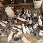 حمام لبيع جمله مشكل