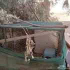 الشبكه للبيع