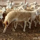 قنم حريه