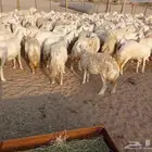 قنم صنف الصنف العدد 150