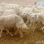 رخال حريه