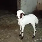 فرير تربيه