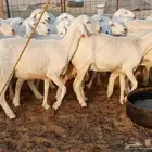 غنم حريه العدد 26