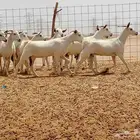 معزه بيشي 40