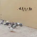 حمام بلدي ورقاص باكستاني