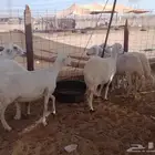 مكه المكرمة