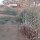 جثيث غرس صفري شمال بيشه
