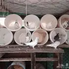 حمام فرنسي