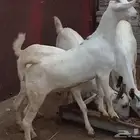 4 عنقاان للبيع