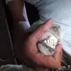 تيس عنز رغوث
