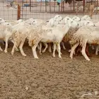 رخال العدد 68دفيع