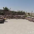 تاجير كراسي طاولات تاجير كنب تاجير جلسات شعبيه تاجير اركان س