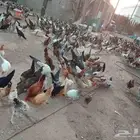 فيومي على اشرط عمر اربعه اشهر