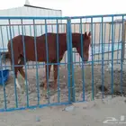 حصان للبيع