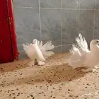 زوج رقاص اول انتاج