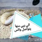 تصاميم لهواة الزو احف
