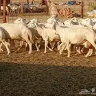 غنم جنب دفيع العدد 62