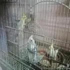 كروانات جاهزه للأنتاج