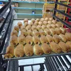 مطلوب مخبز لا ايجار او بالنسبة يكون في جدة