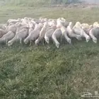 ظان رفيد يات دفيع العدد خمسين وسوم 750