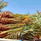 يوجد لدينا جميع انواع نخيل المثمر توصل جول